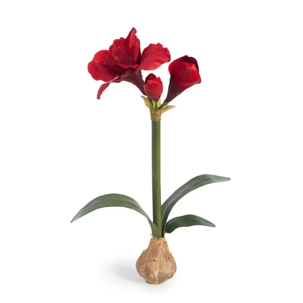 Park Hill Red Amaryllis Bulb