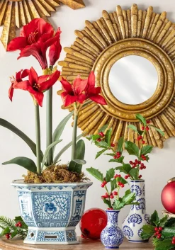 Park Hill Red Amaryllis Bulb