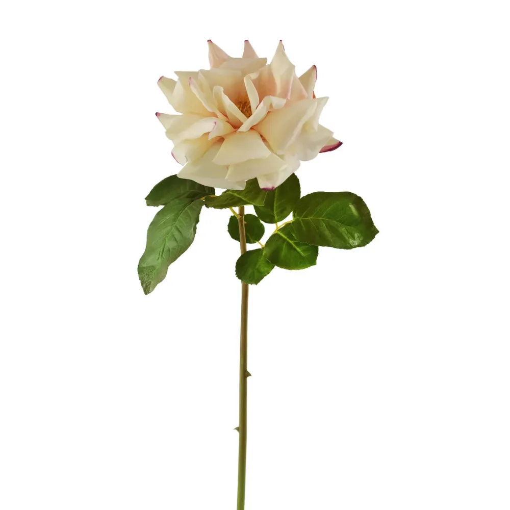 Winward Rose Dutchess Stem