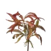 Regency Rose Green Feather Fern Plant