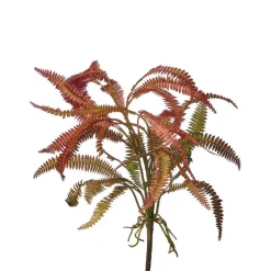 Regency Rose Green Feather Fern Plant