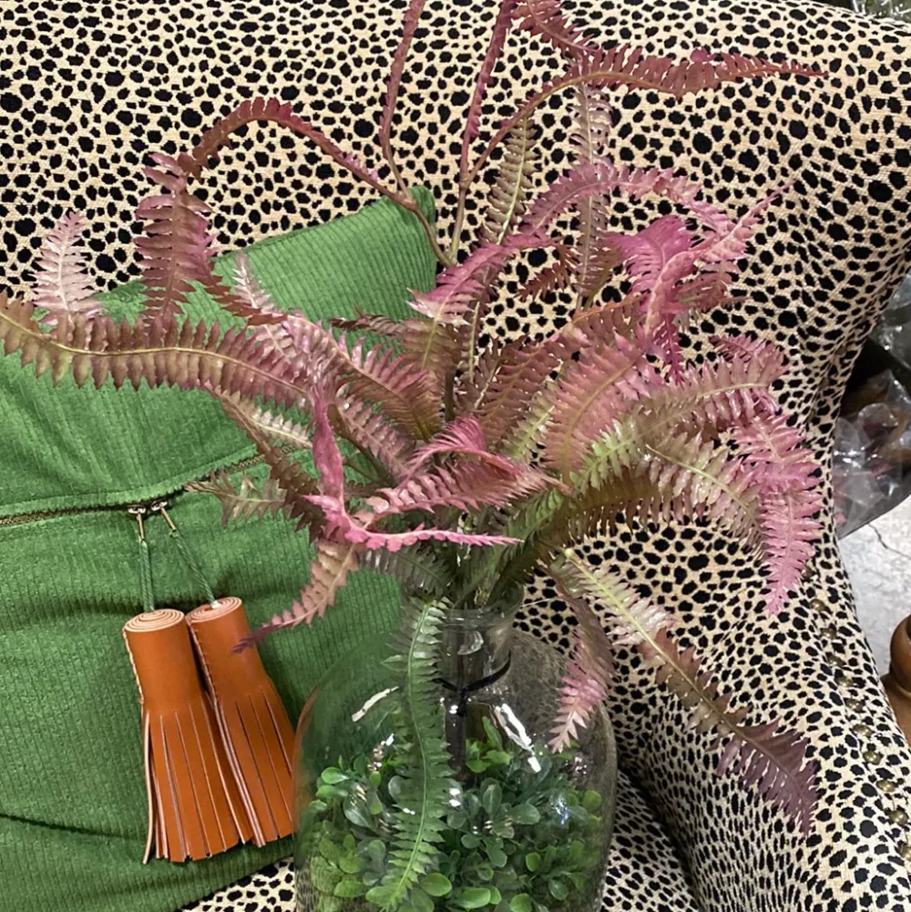 Regency Rose Green Feather Fern Plant