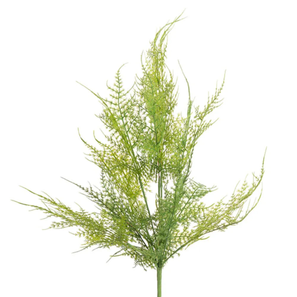 CRI Soft Touch Asparagus Fern Bush