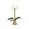 Park Hill Star Amaryllis Bulb