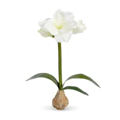 Park Hill White Amaryllis Bulb