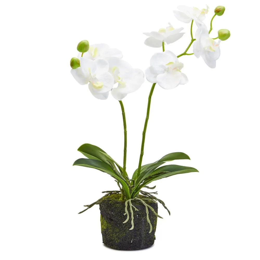 Two's Company White Butterfly Orchid