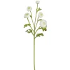 Winward White Ranunculus Spray, 21"
