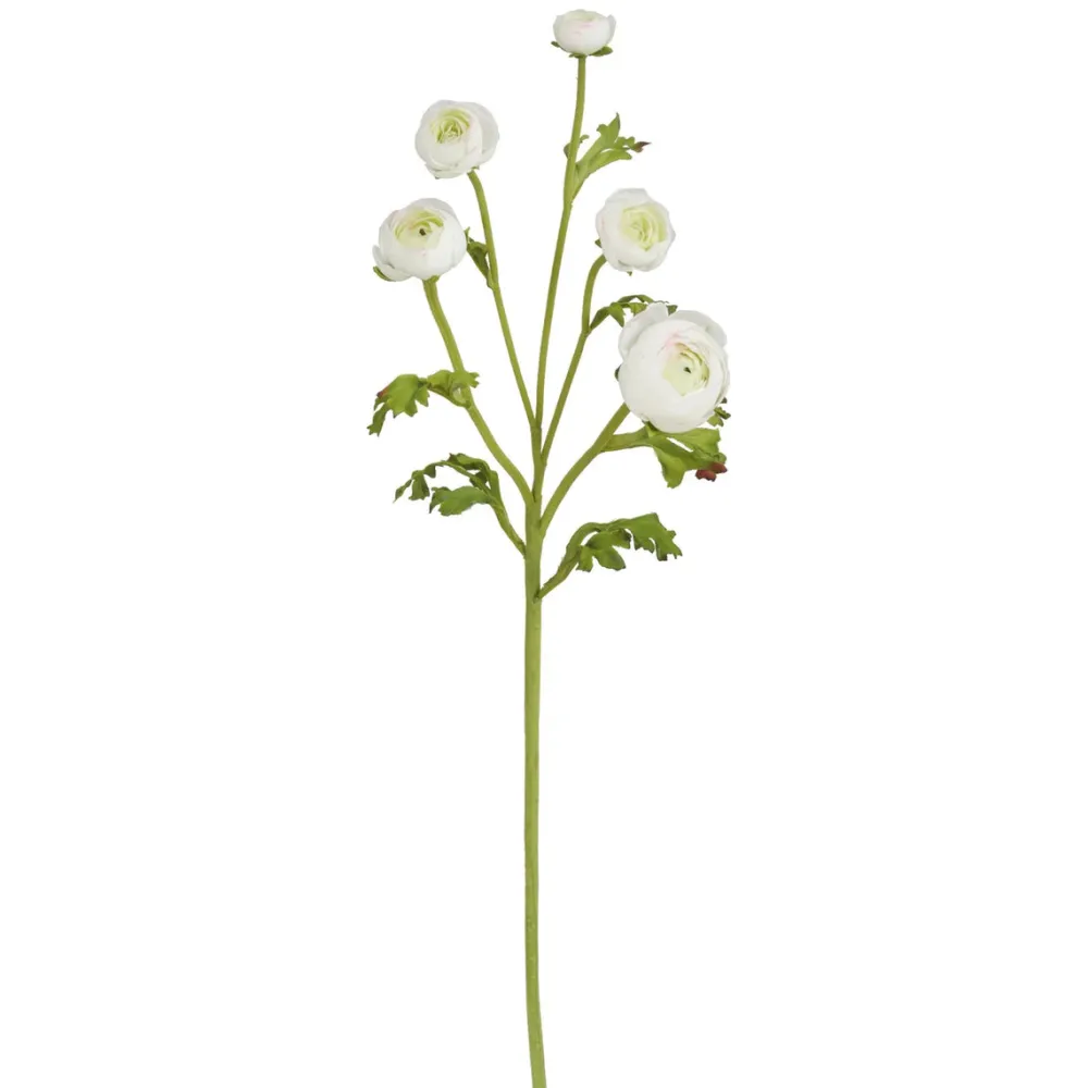 Winward White Ranunculus Spray, 21"